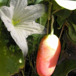 Ivy Gourd
